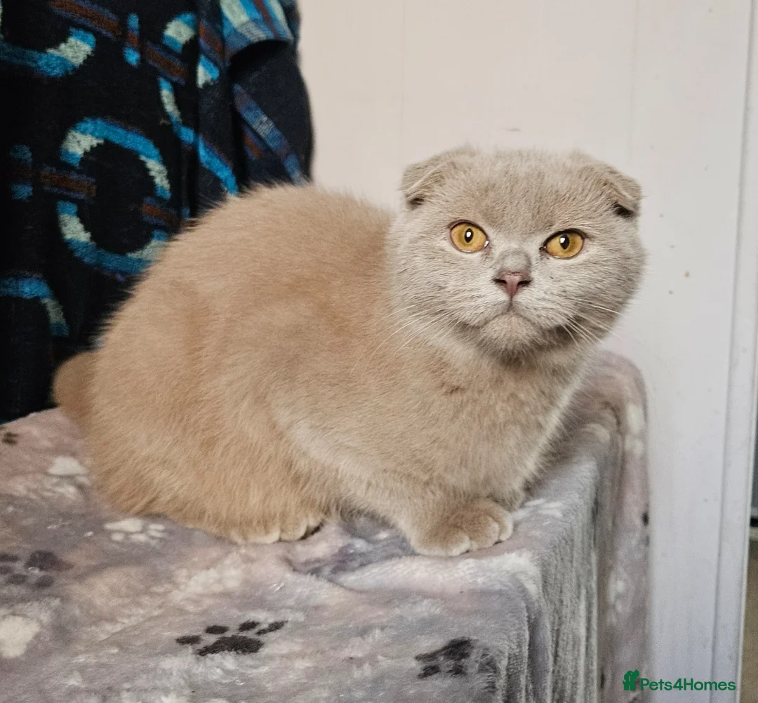 Scottish Fold cats for sale: Scottish fold lilac kitten  - Advert 2