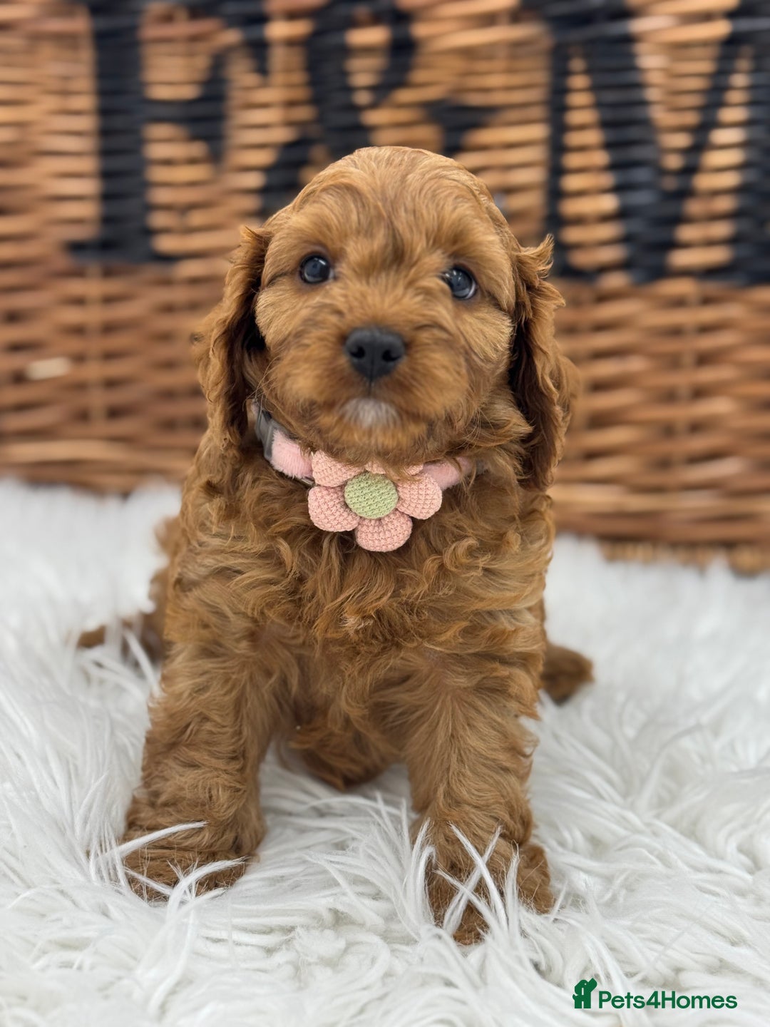 Cavapoo dogs for sale: Toy F1 Red cavapoos exstensively health tested ! - Image 10