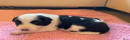 Border Collie dogs for sale: Black and White Border Collie Puppies! - Advert 10