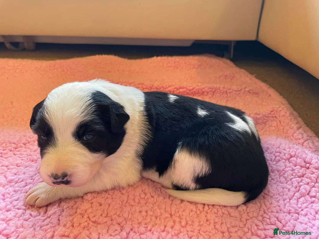 Border Collie dogs for sale: Black and White Border Collie Puppies! - Advert 10