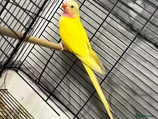 Budgerigars birds 191 kneller court Academy garden - Advert 22