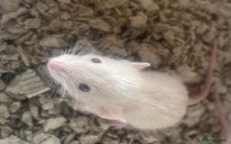 Rat rodents for sale: Baby dwarf rats  - Image 2