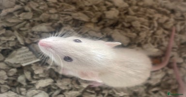 Rat rodents - Advert 9