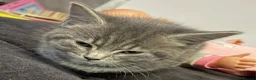 Mixed Breed cats for sale: 2 loving cuddly kittens looking for a forever home - Advert 7
