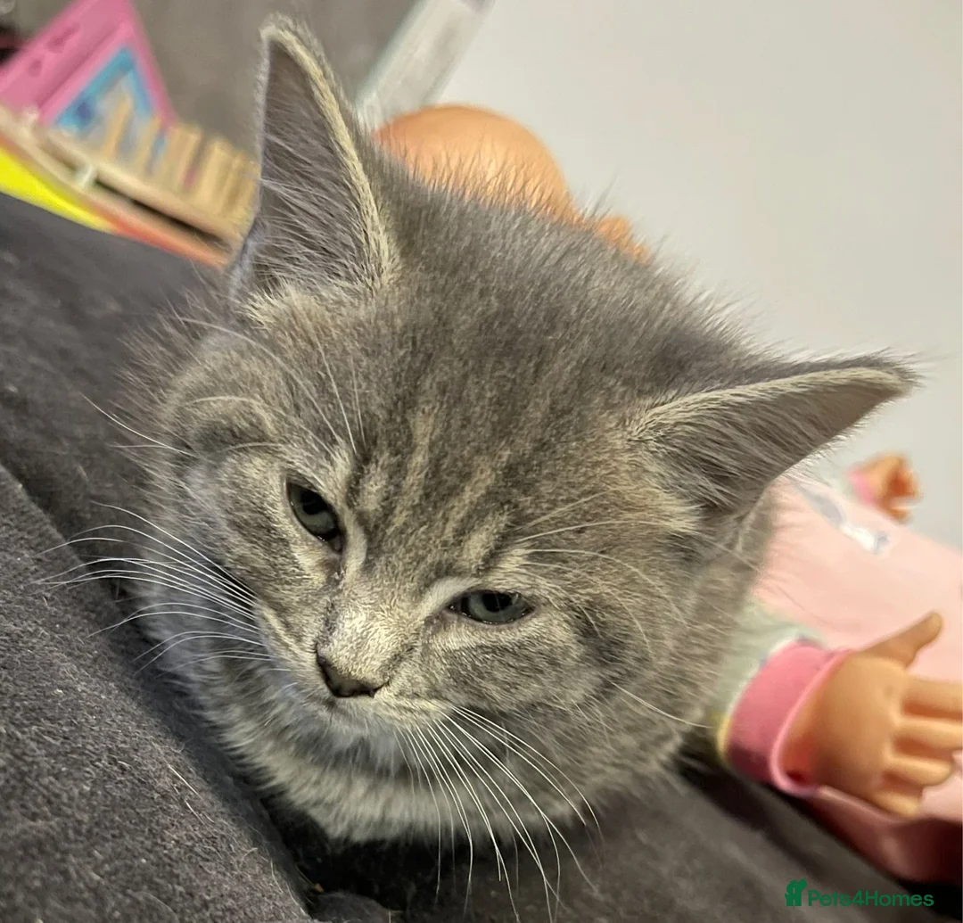Mixed Breed cats for sale: 2 loving cuddly kittens looking for a forever home - Advert 7