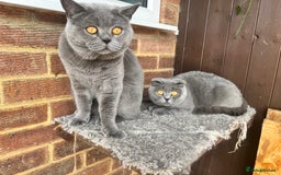 British Shorthair cats for sale: British Shorthair  - Image 16