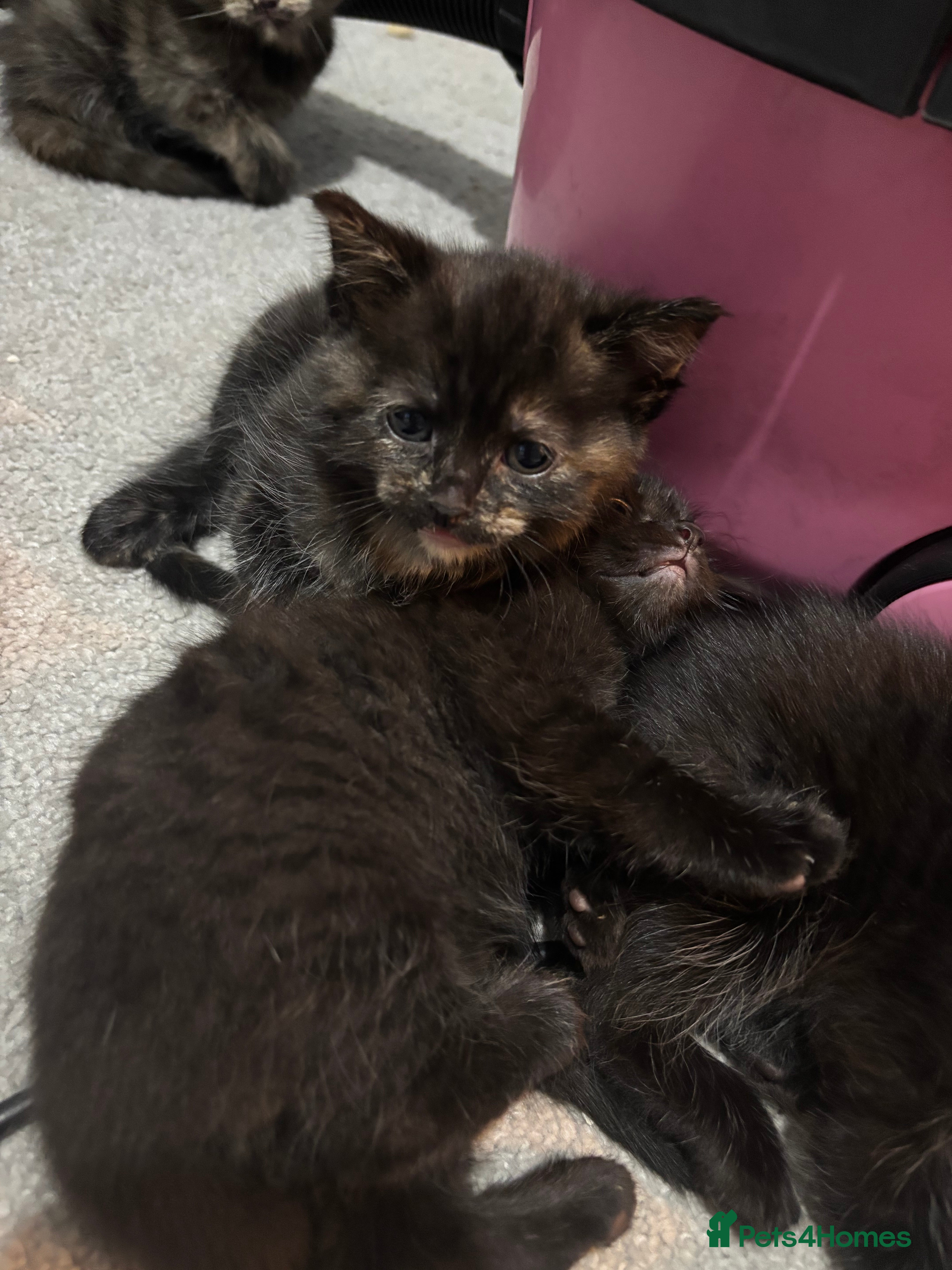 Mixed Breed cats Kittens for sale  - Advert 5