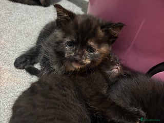 Mixed Breed cats - Advert 27