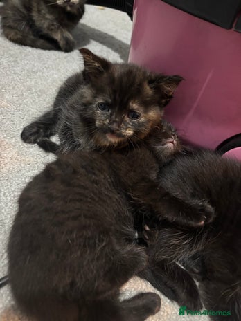 Mixed Breed cats - Advert 6