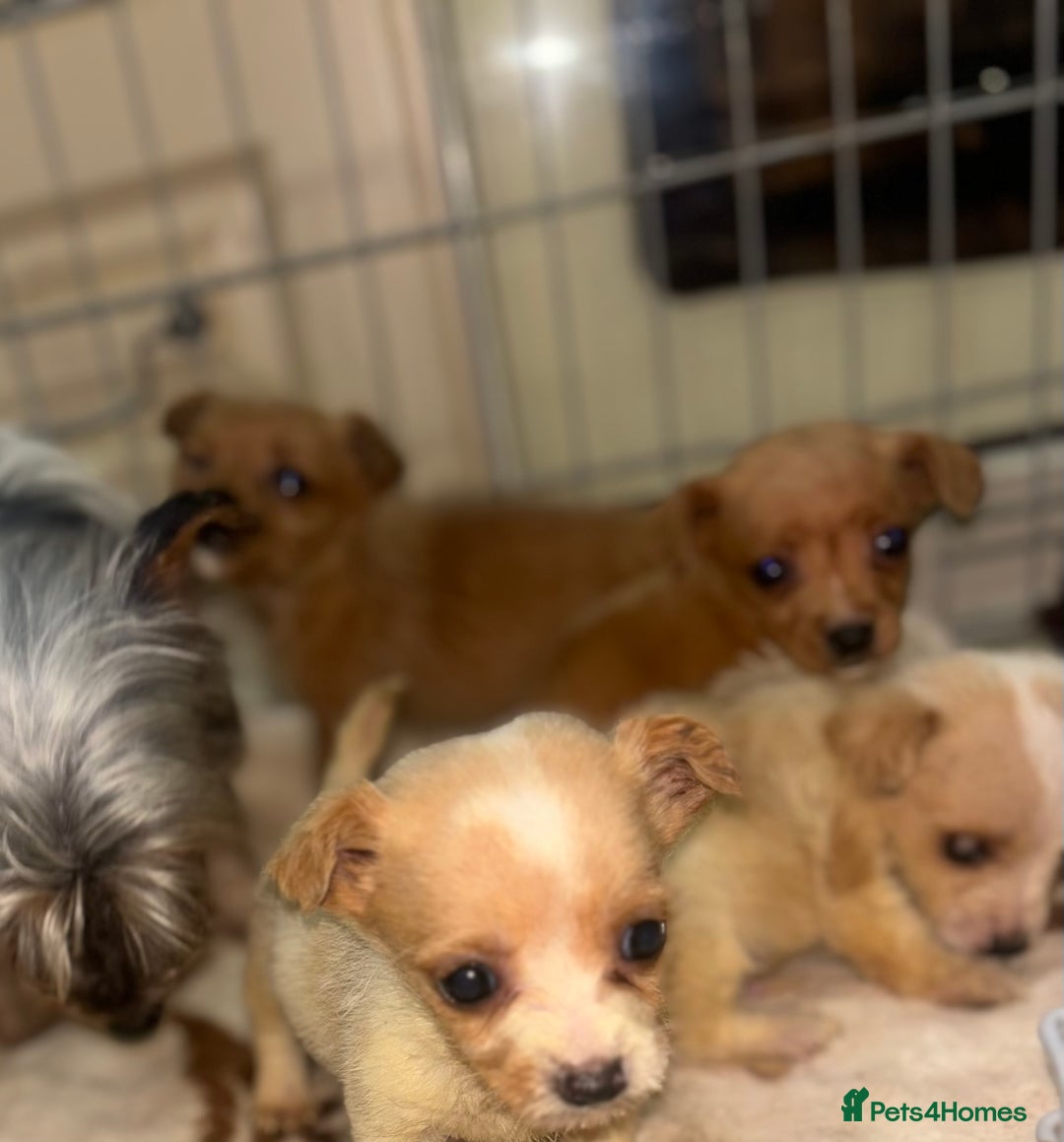 Mixed Breed dogs for sale: Jack Russell X biewer pups - Advert 1