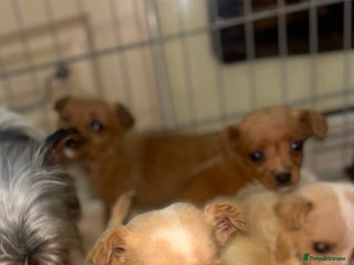 Mixed Breed dogs Jack Russell X biewer pups - Advert 2