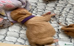 Labrador Retriever dogs for sale: Labrador puppies  - Image 4