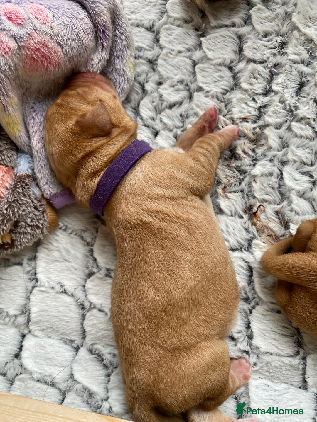 Labrador Retriever dogs for sale: Labrador puppies  - Image 4