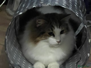 Mixed Breed cats Beautiful mixed kittens long and shorty hair - Advert 1