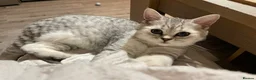 British Shorthair cats for sale: Super cuddly - Advert 3