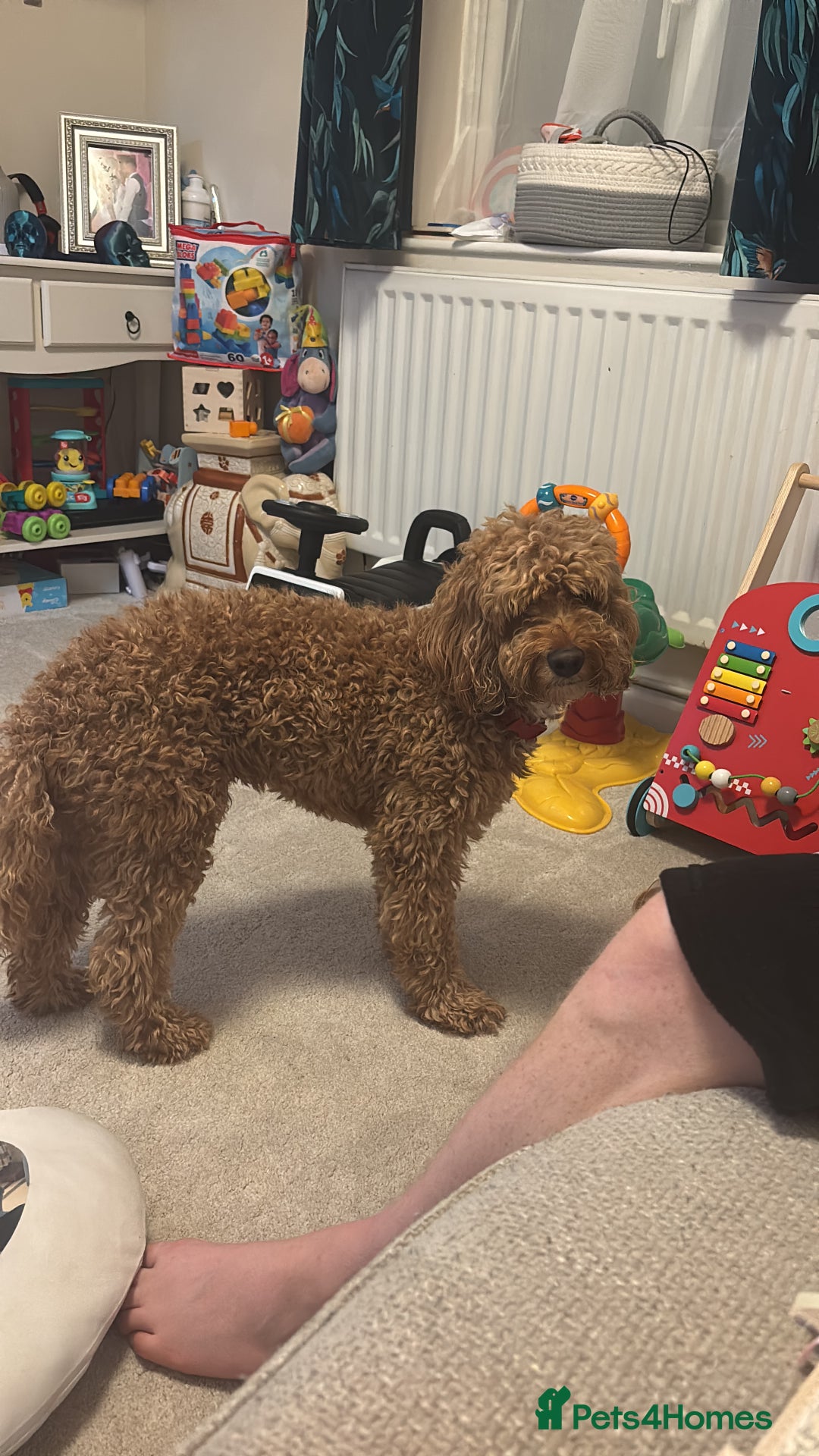 Cockapoo dogs for sale: Male 4 year old  - Advert 2