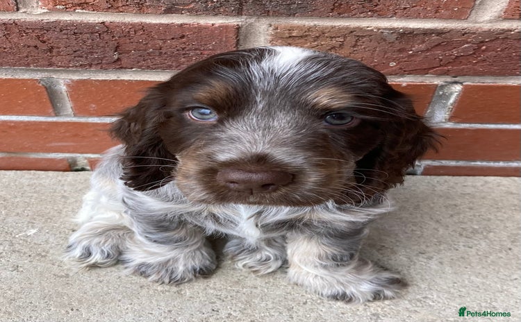 Cocker Spaniel dogs - Advert 4