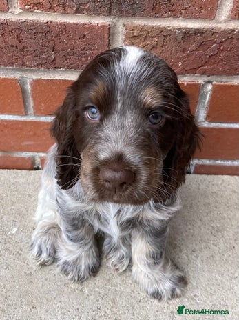 Cocker Spaniel dogs - Advert 15