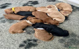 Cockapoo dogs for sale: ONLY 3 RED/WHITE COCKAPOO PUPPIES LEFT - Image 12