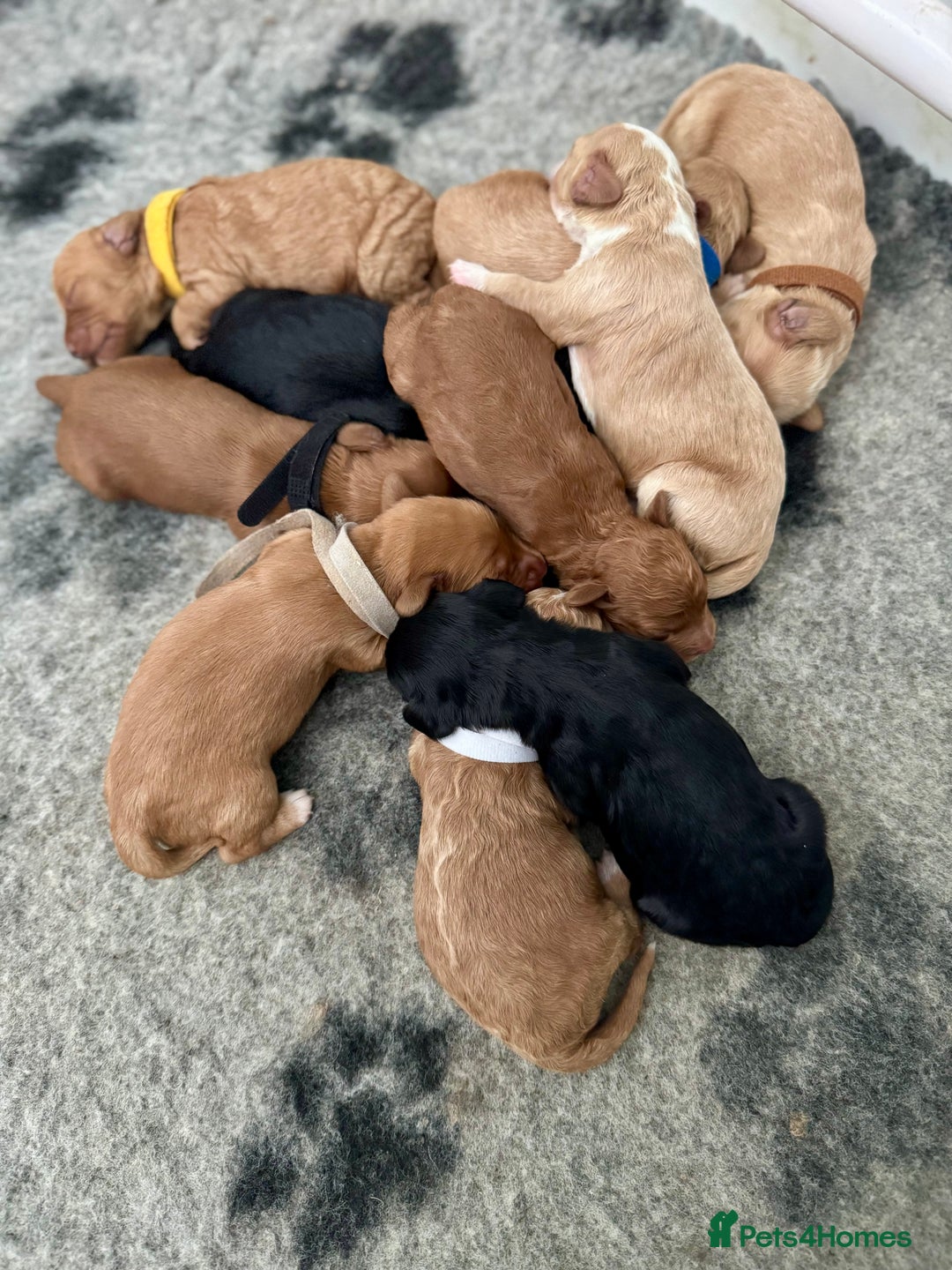 Cockapoo dogs for sale: ONLY 3 RED/WHITE COCKAPOO PUPPIES LEFT - Image 12