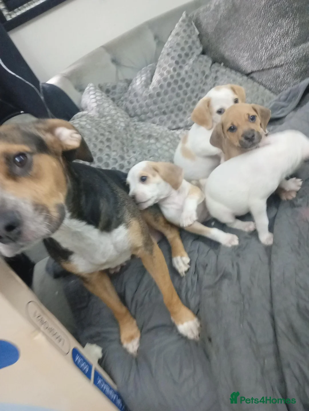 Mixed Breed dogs for sale: Staffy x beagle  - Advert 9
