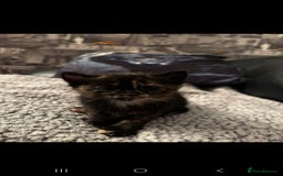 Domestic Shorthair cats for sale: Kittens For Sale - Image 9