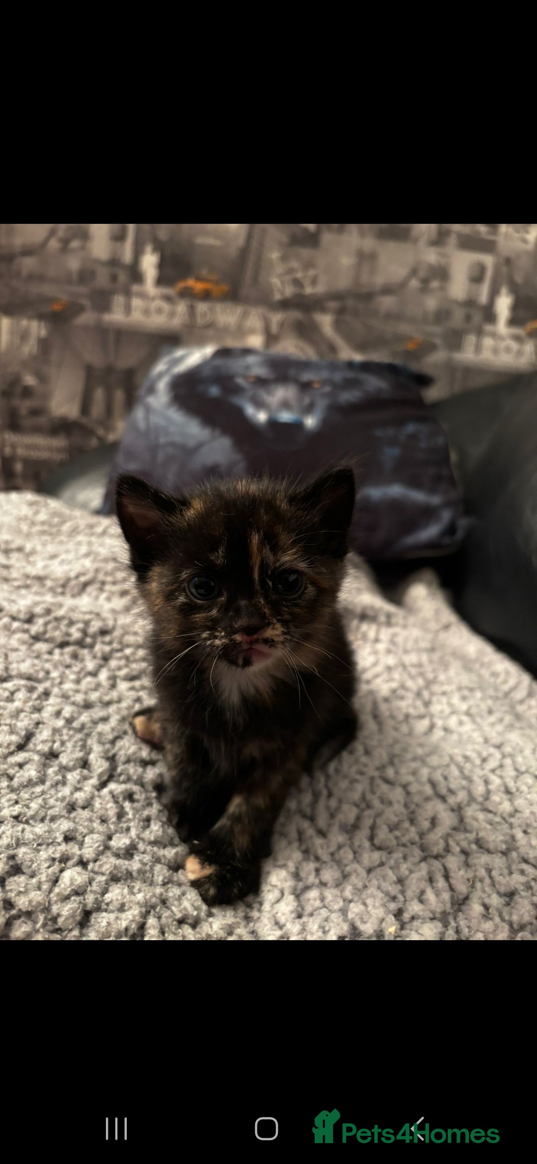 Domestic Shorthair cats for sale: Kittens For Sale - Image 9