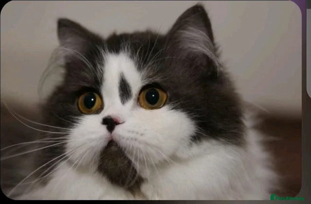 British Shorthair cats Retired Queen  - Advert 1