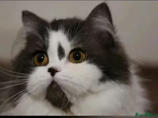 British Shorthair cats Retired Queen - Advert 1