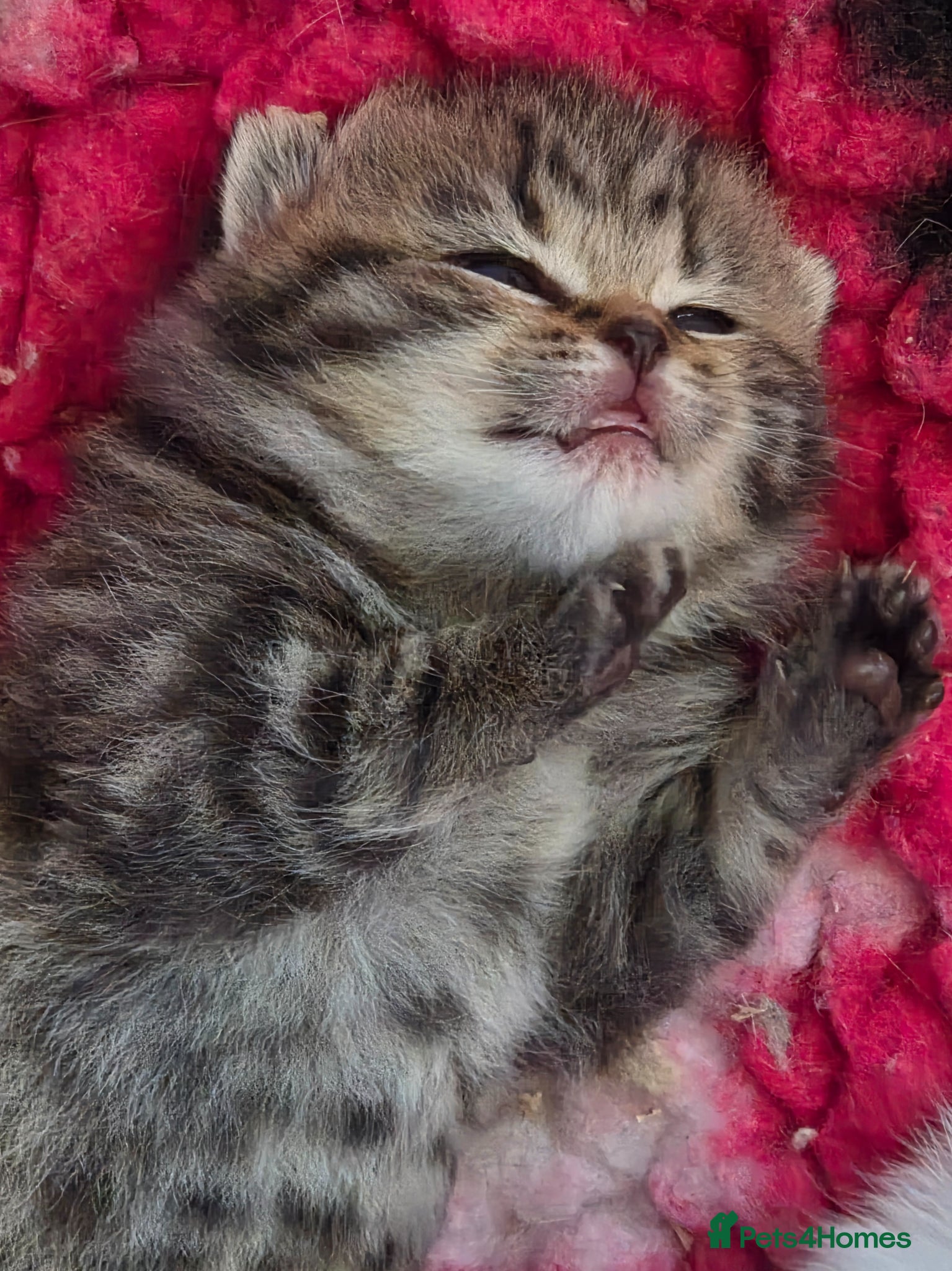 British Shorthair cats GCCF registered British shorthair kittens - Advert 9