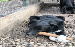 Mixed Breed dogs for adoption: Bandit  - Advert 3