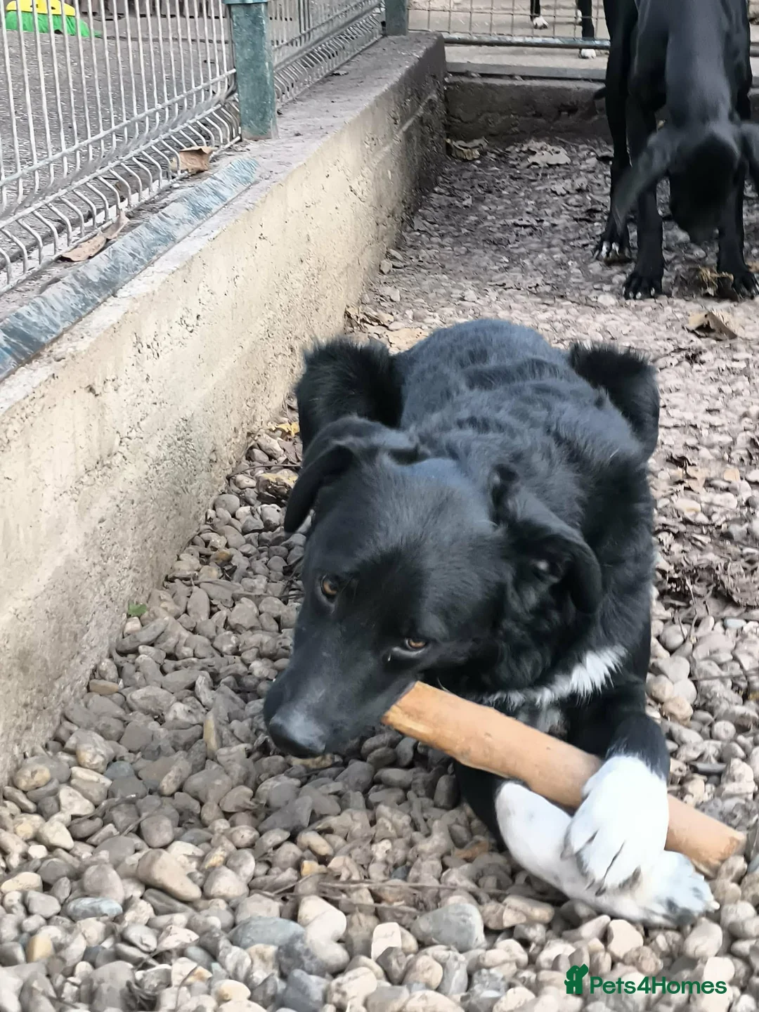 Mixed Breed dogs for adoption: Bandit  - Advert 3