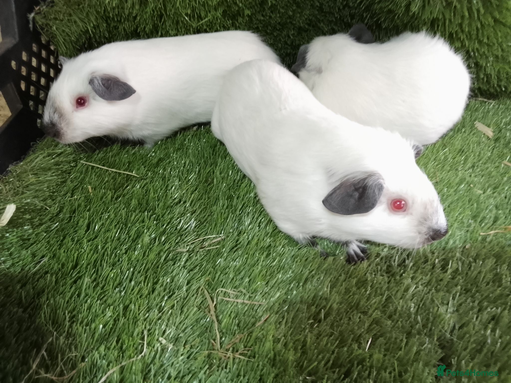 Guinea Pig rodents Himalayans Sows and California boys  - Advert 1