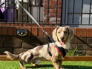 Miniature Dachshund dogs in Liverpool - Advert 25