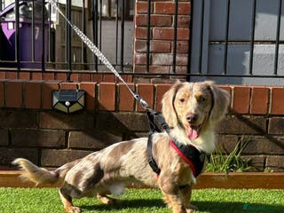 Miniature Dachshund dogs OUTSTANDING ISABELLA DAPPLE TWEED in Liverpool - Advert 10