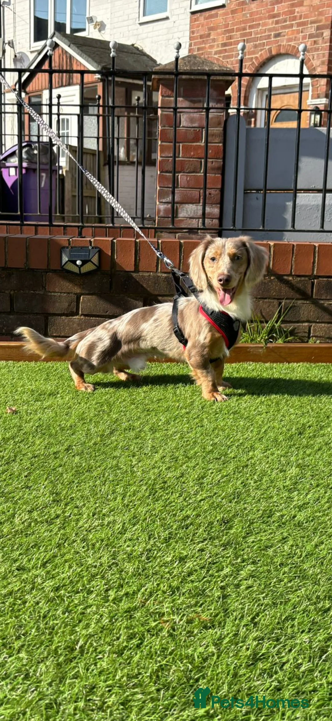 Miniature Dachshund dogs for stud: OUTSTANDING ISABELLA DAPPLE TWEED in Liverpool - Advert 1