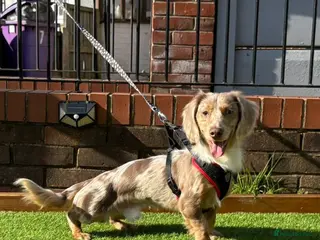Miniature Dachshund dogs for stud: OUTSTANDING ISABELLA DAPPLE TWEED in Liverpool - Advert 3