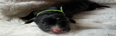 Bernedoodle Puppy 7