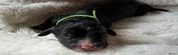 Bernedoodle dogs for sale: Beautiful large standard bernedoodle puppies  - Advert 15