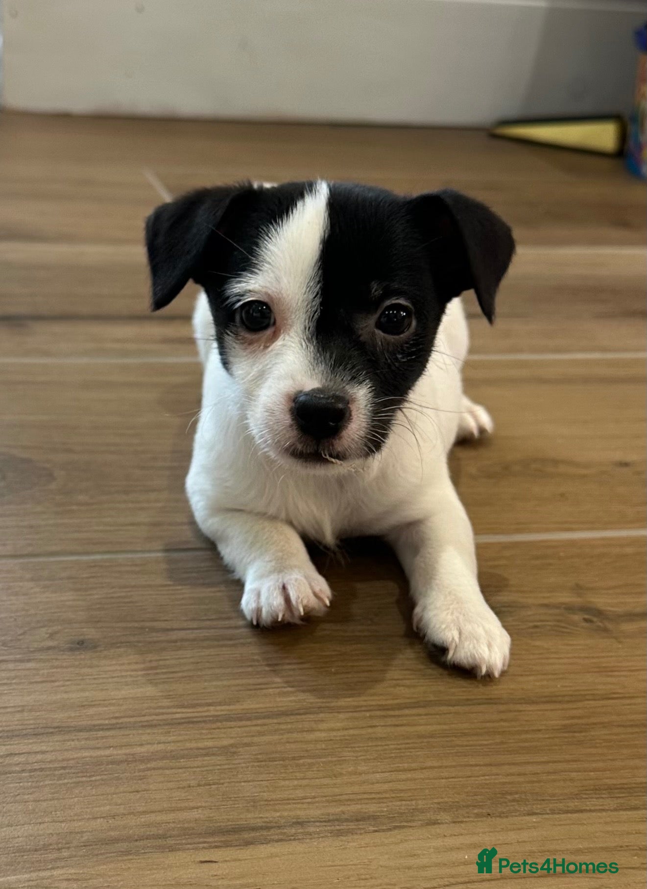 Jack Russell dogs Jack Russell - Advert 2
