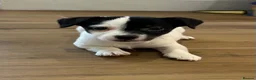 Jack Russell dogs for sale: Jack Russell - Advert 1