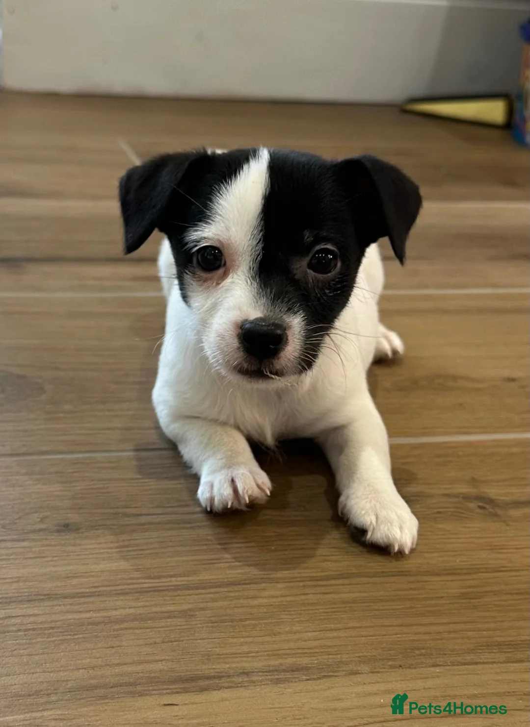 Jack Russell dogs for sale: Jack Russell - Advert 1