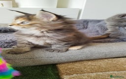 Maine Coon cats for sale: Tica pedigree kittens -ready for reservation  - Image 13