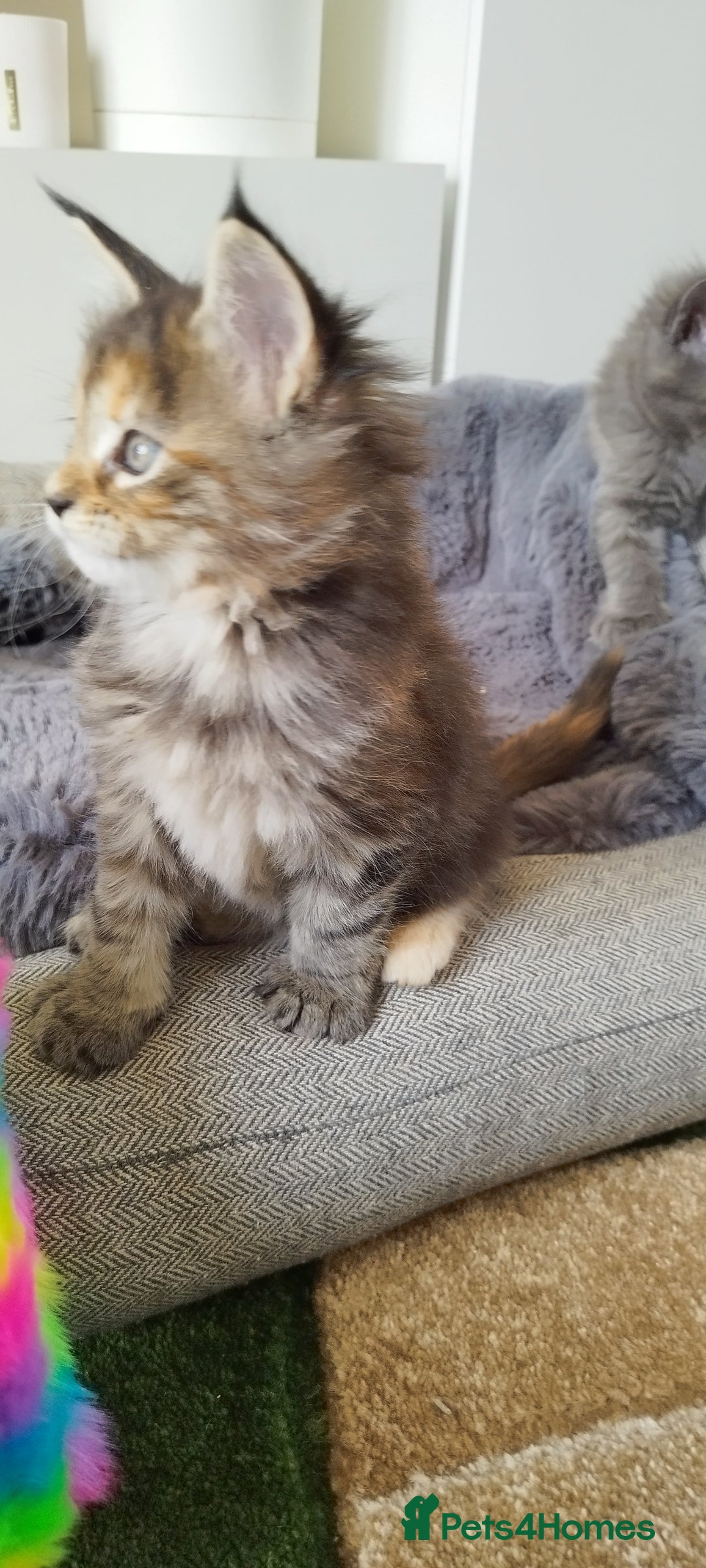Maine Coon cats for sale: Tica pedigree kittens -ready for reservation  - Image 13