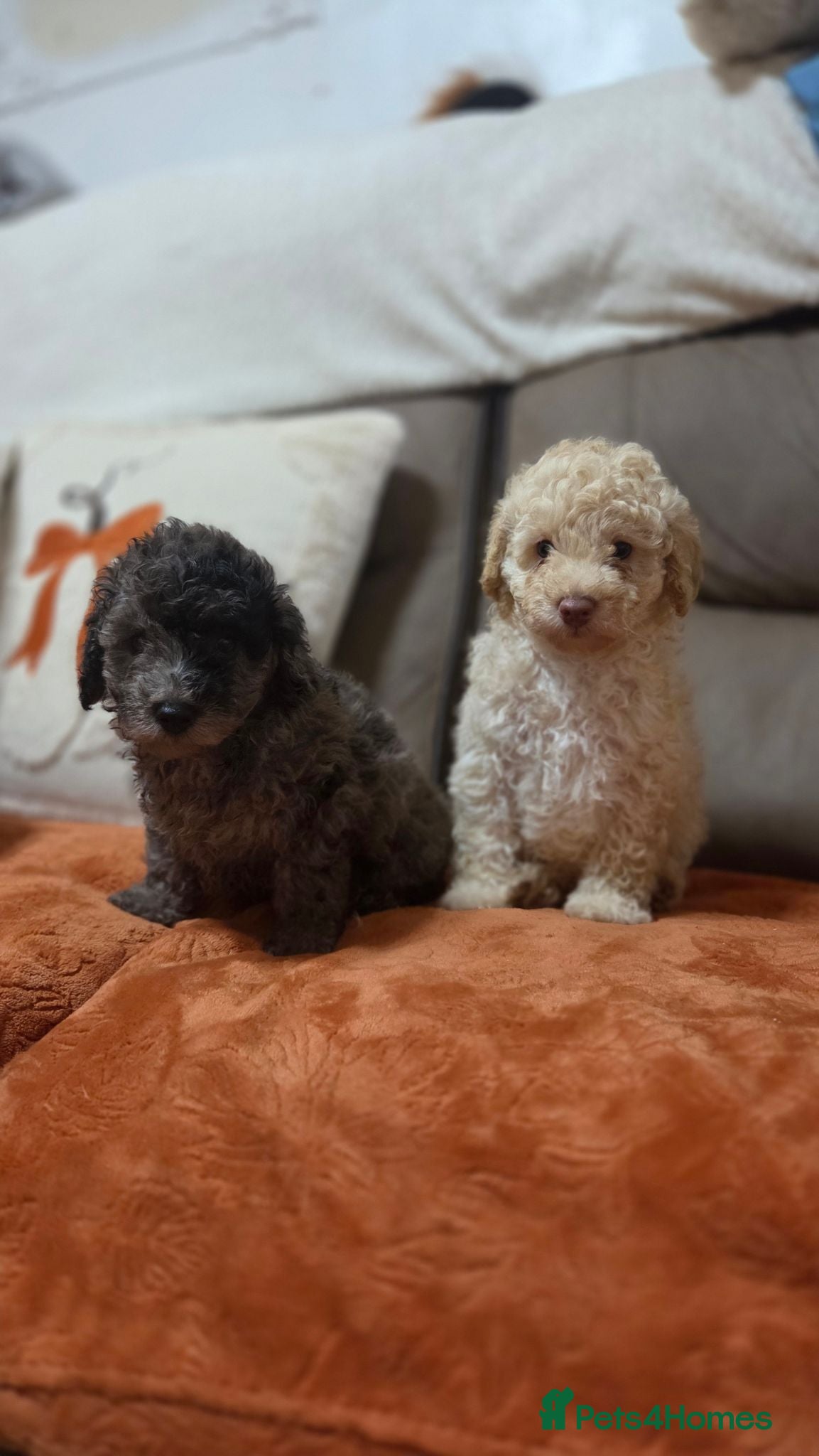 Toy Poodle dogs Toy poodle puppys - Advert 2