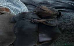 Miniature Dachshund dogs for sale: LOVELY MINIATURE DACHSHUND PUPPIES - Image 7