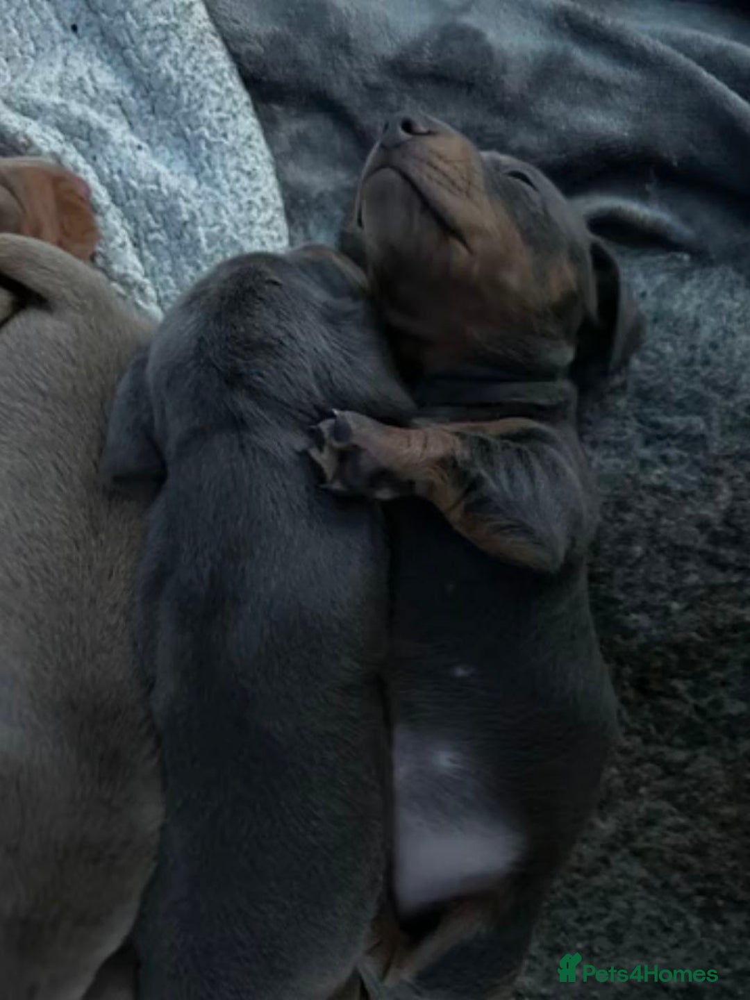 Miniature Dachshund dogs for sale: LOVELY MINIATURE DACHSHUND PUPPIES - Image 7