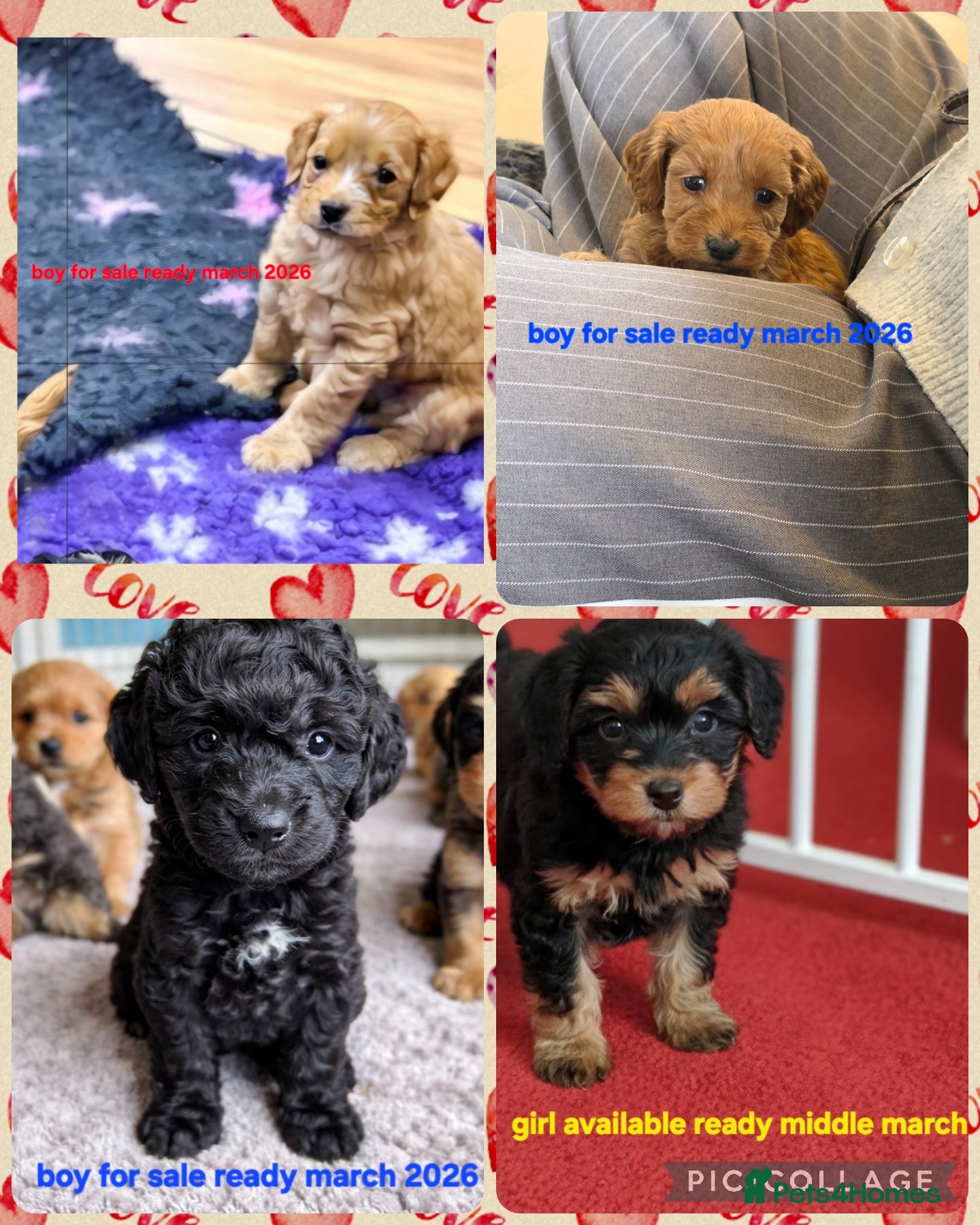 Cockapoo dogs Cockapoo puppies - Advert 3