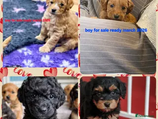 Cockapoo dogs Cockapoo puppies - Advert 3