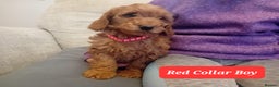 Goldendoodle dogs for sale: Goldendoodle puppies - Advert 17